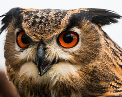 フクロウの凛々しい顔